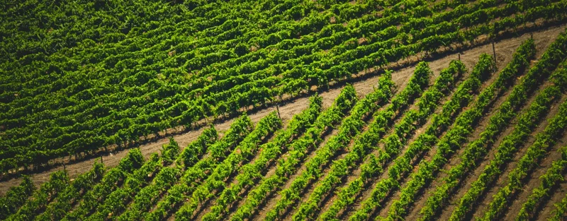Vzporedne vrste vinske trte na pobočju